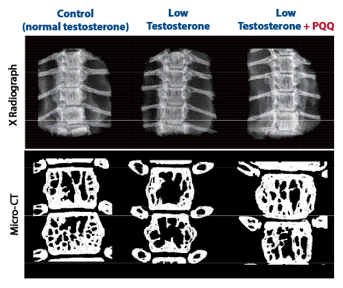 Effect of PQQ on Low Testosterone-Induced Osteoporosis