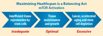 Balance mTOR to Burn Fat