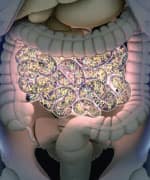 Gut Bacteria Modulate Your Immune System