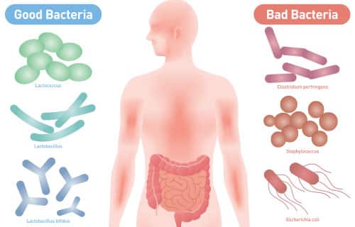 Good vs. Bad Bacteria