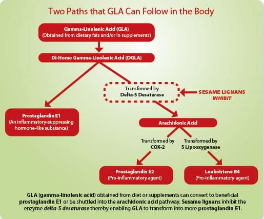 Two Paths that GLA Can Follow in the Body