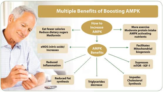 Role of AMPK in Cell Energy Metabolism