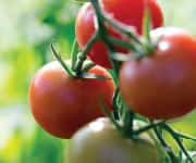 Cooked Tomatoes and Tomato Sauces help prevent prostate cancer