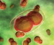 Delays in Eradicating Smallpox