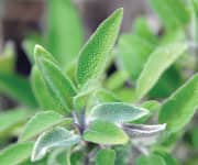 Foods considered as a part of the Mediteranian diet