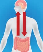 Image showing brain and gut communication