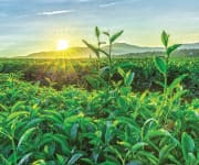 Field of tea plants
