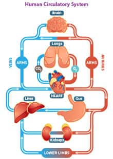 IMAGE DESCRIPTION HERE