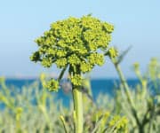 Sea Fennel