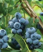 Blueberries