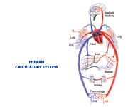 Human circulatory system