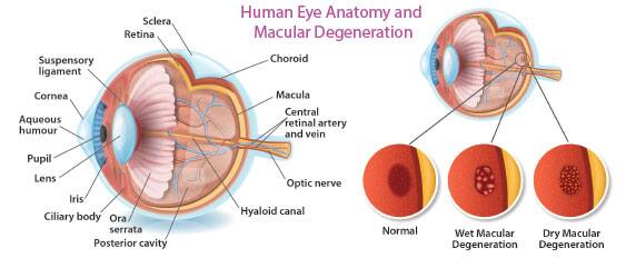 Human Eye Anatomy and Macular Degeneration