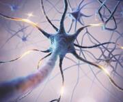 image of brain neurons