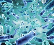 gut microbiome