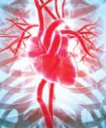 Image of cardiovascular system