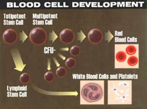 Blood Cell Development