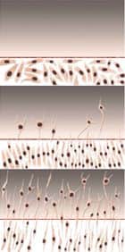 Skin Cells Treated With Vitamin B5