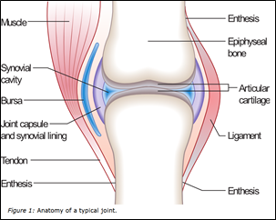 How Autoimmune Inflammation Destroys Joints