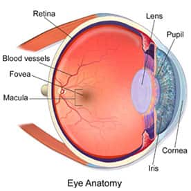 Eye Anatomy