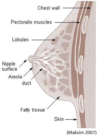 Structure and Function of the Breast