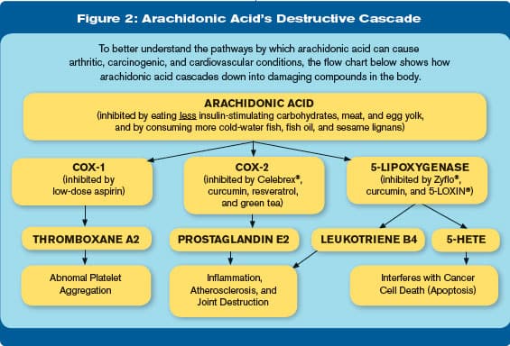 list of foods that are high in arachidonic acid