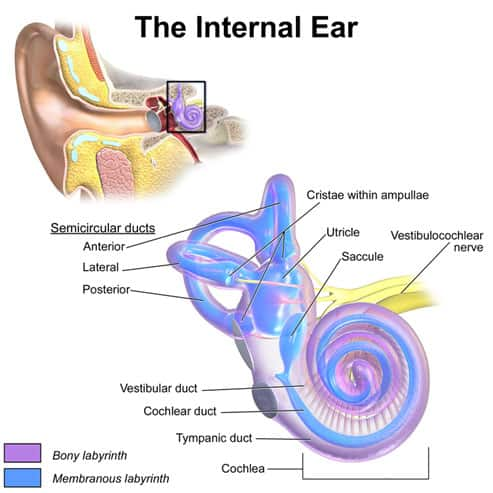 Dizziness & Vertigo: Causes & Treatments - Life Extension