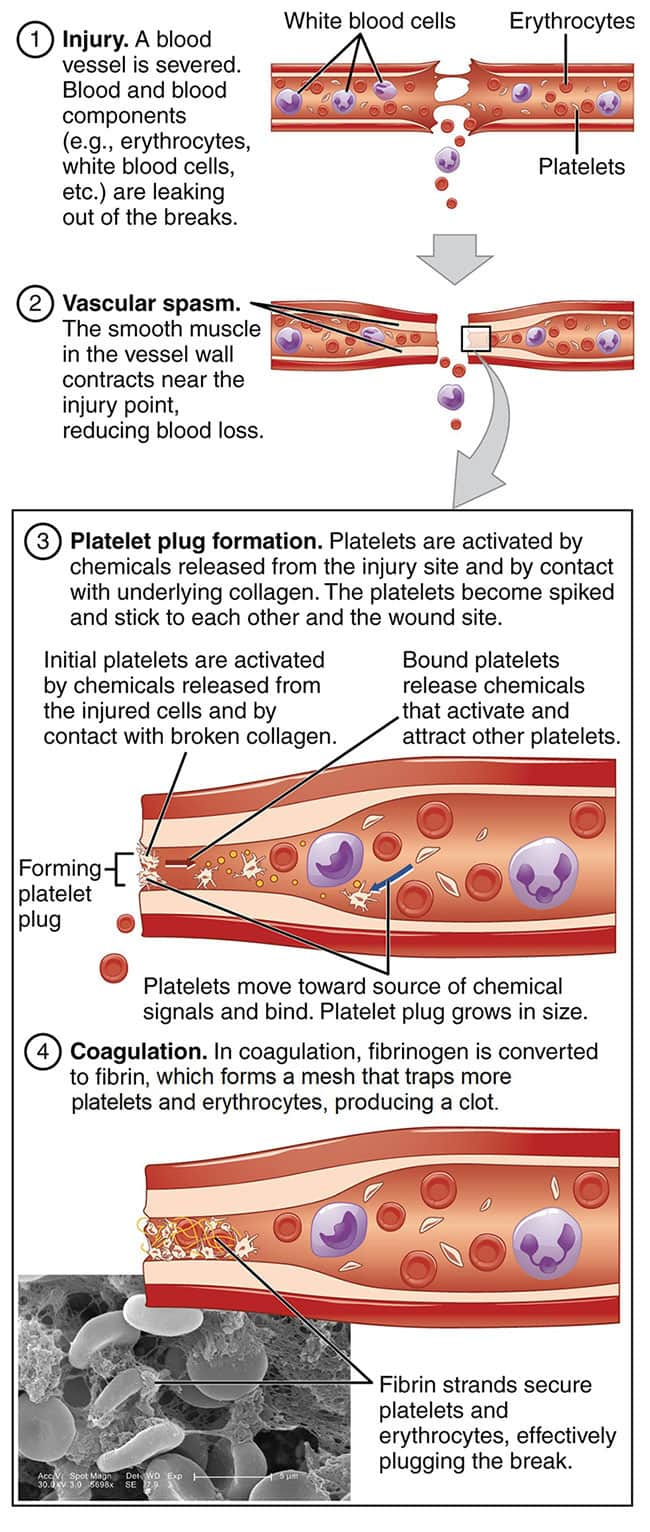 https://www.lifeextension.com/-/media/lef/Images/protocols/images/Blood_clotting_fig1.jpg