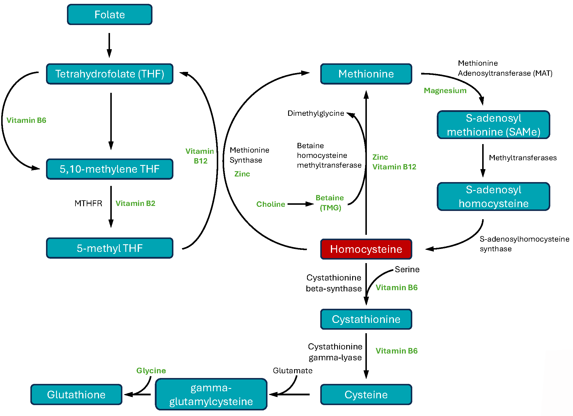 Diagram of homocystein and b vitamin metabolism