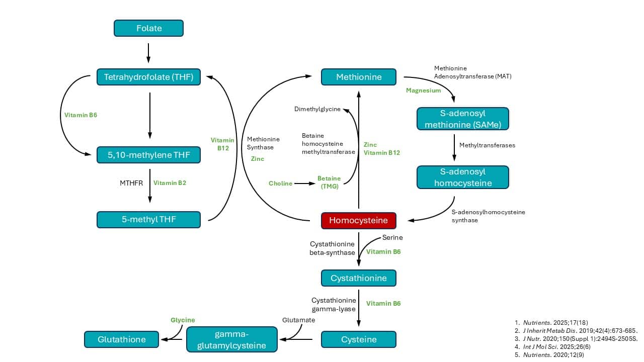 Diagram of homocystein and b vitamin metabolism
