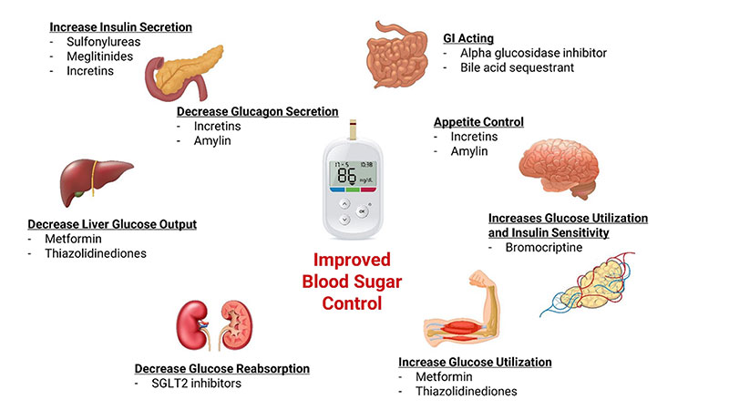 Metabolism and blood sugar control