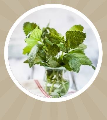 Green plant in circle