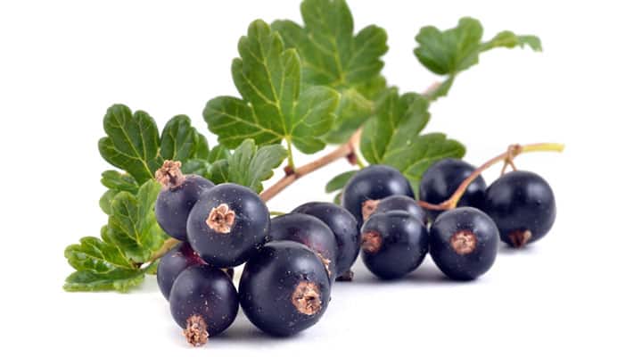Black currants rich in the compound anthocyanins for whole body health