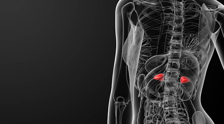 X-ray of the adrenal glands showing where adrenal disorders occur