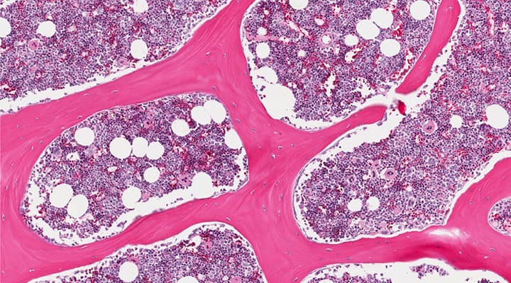 DRIVE 1993～2026 -GLAY complete BEST限定盤 Comparative Endocranial Anatomy, Encephalization, and Phylogeny of