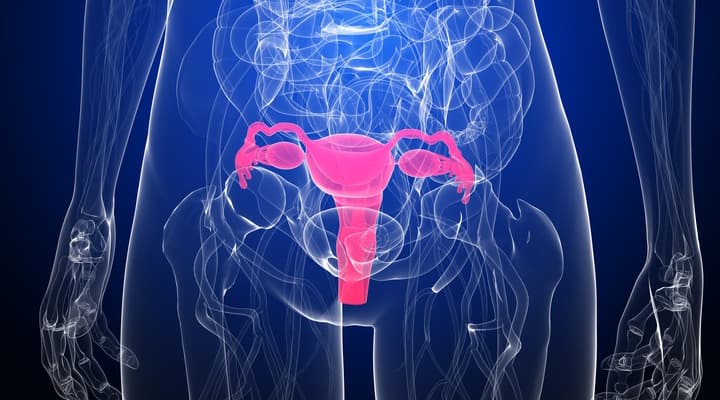 Woman’s uterus that can experience uterine fibroids growth