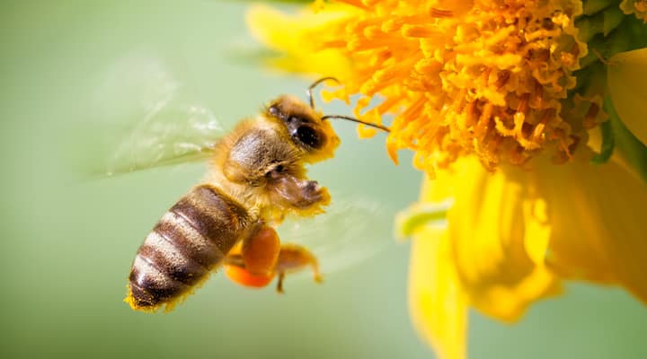Bee propolis supports respiratory health