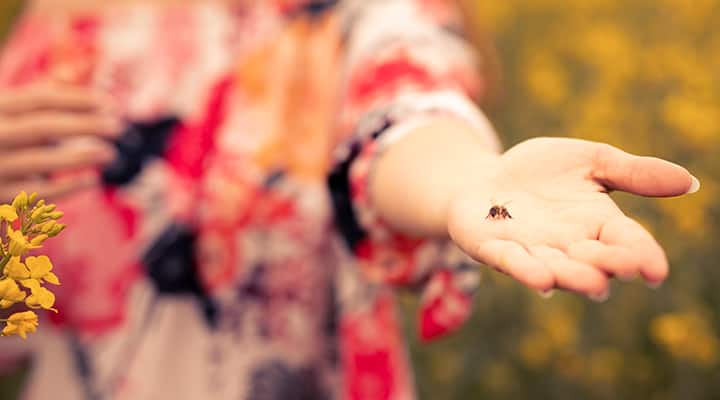 Bee propolis supports immune health