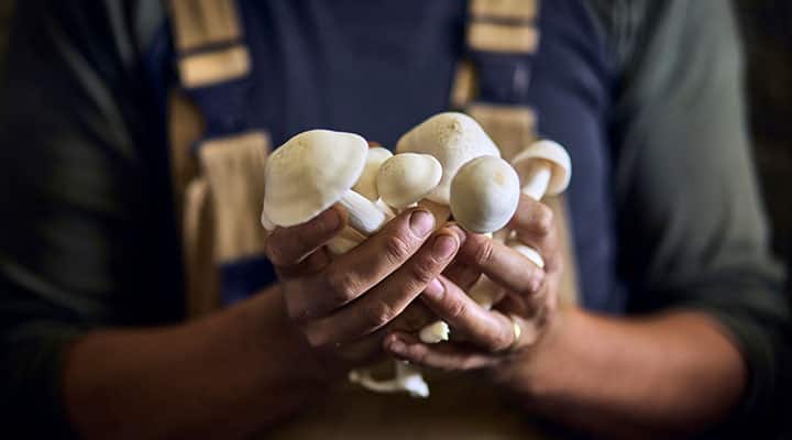 You'll find vitamin D2 in some mushrooms