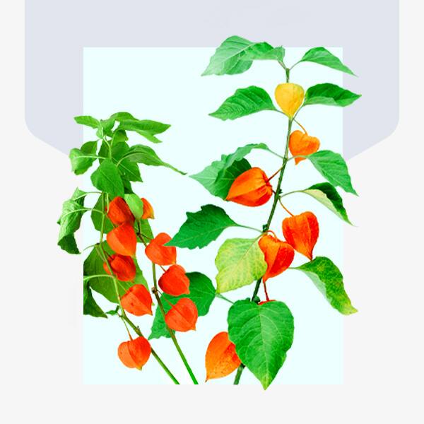 Older couple exercising outside for benefit