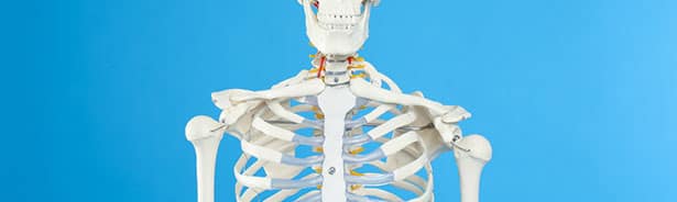 Skeleton as example of good bone health