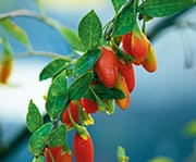 Goji berries are a small, red-orange fruit packed with an array of nutrients and bioactive compounds.