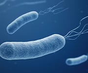H. pylori is responsible for over 80% of stomach ulcers and 90% of duodenal ulcers.