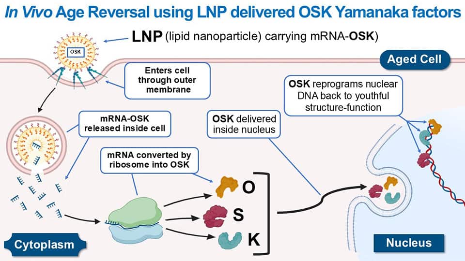 See how we encase the OSK RNA blueprint into a lipid nanoparticle to enable it to easily cross the cell 
membrane.