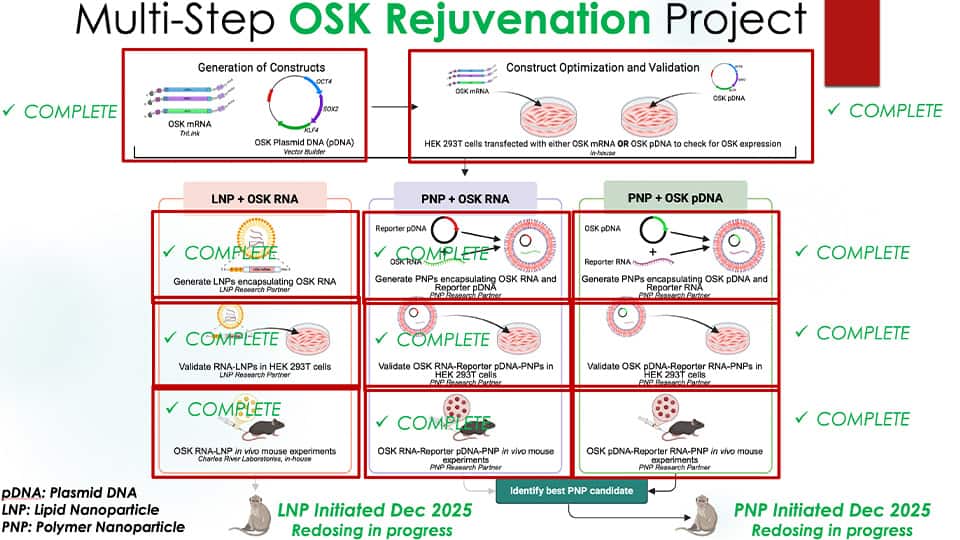 Preclinical evaluation pipeline for OSK-based reprogramming constructs, including in vitro validation, 
in vivo testing in mouse models, and subsequent evaluation in non-human primates.