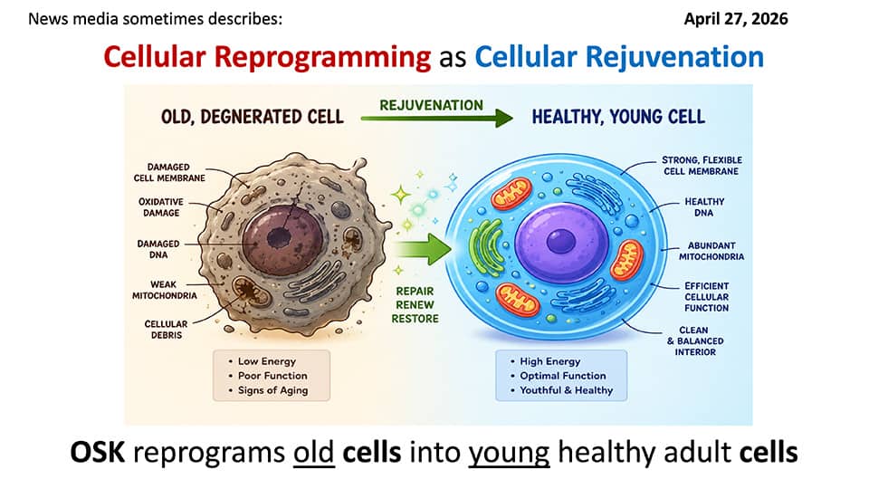 OSK reprogram old cells into young healthy adult cells.
