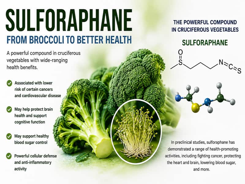 In preclinical studies, sulforaphane has acted against cancer cells and slowed tumor growth by switching on tumor-suppressing genes, promoting the death of cancer cells