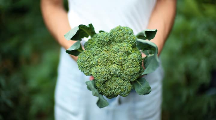 When broccoli is cooked, its ability to
produce sulforaphane is rapidly lost
