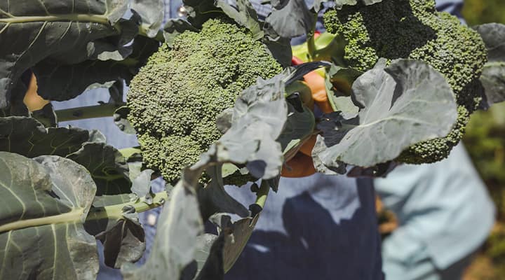 Consuming a precursor called glucoraphanin with the enzyme myrosinase allows conversion into active sulforaphane in the gut, which can then be absorbed into systemic circulation