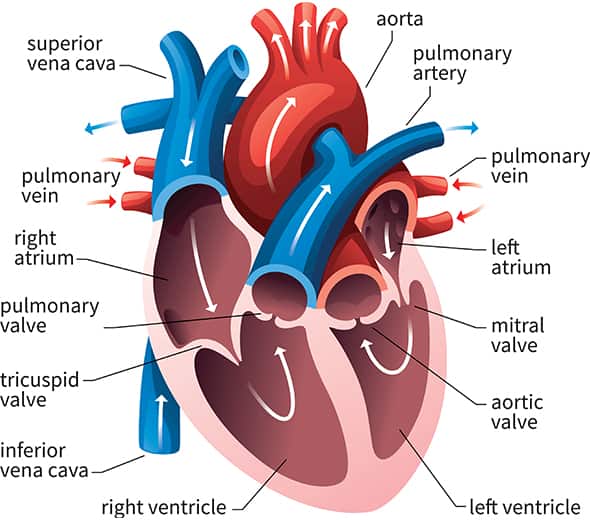 Arjuna may support cardiac function and resistance to fatigue in individuals with mildly reduced or healthy left ventricular ejection fraction