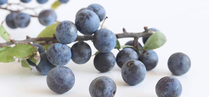 Grapes on a vine branch